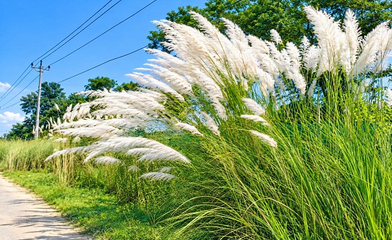 Blooming Kash flowers spreading message of Agomoni.